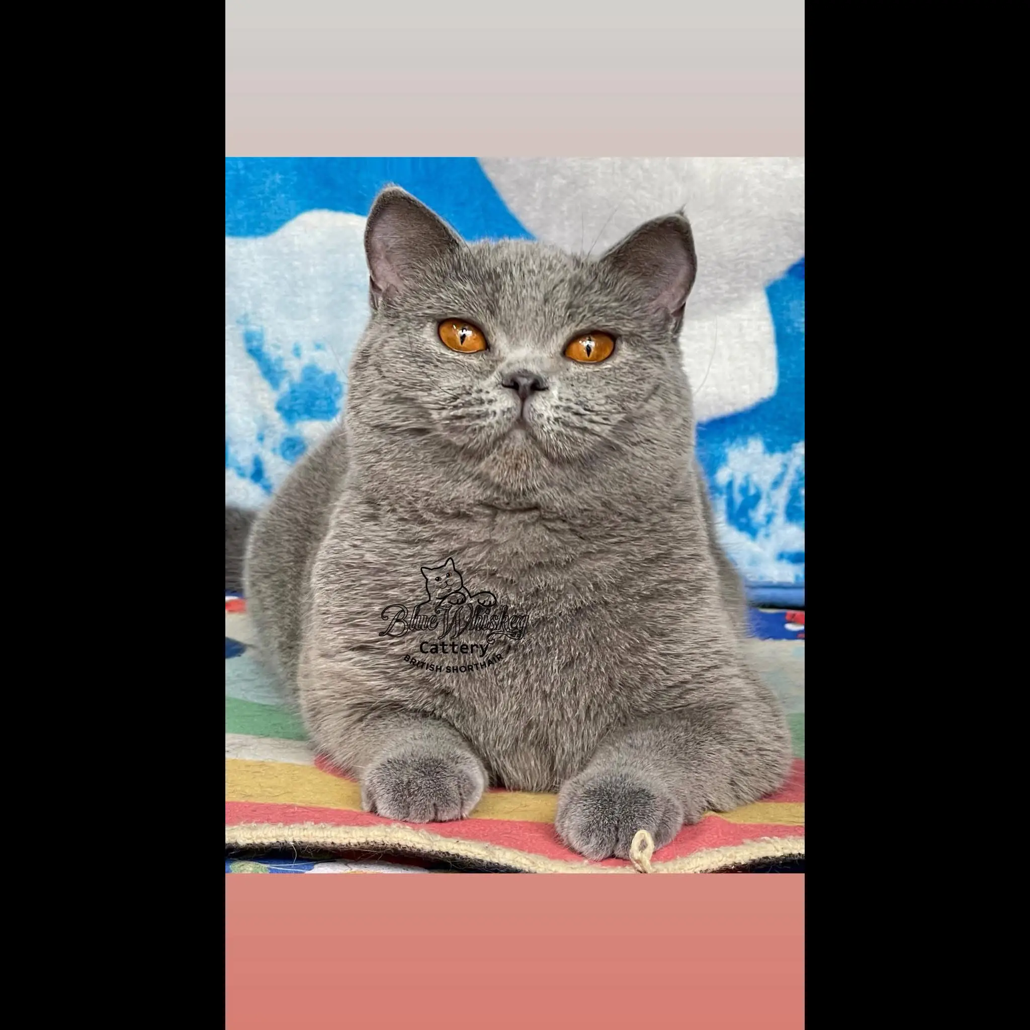 british-shorthair-female-NCRE2LAR0H