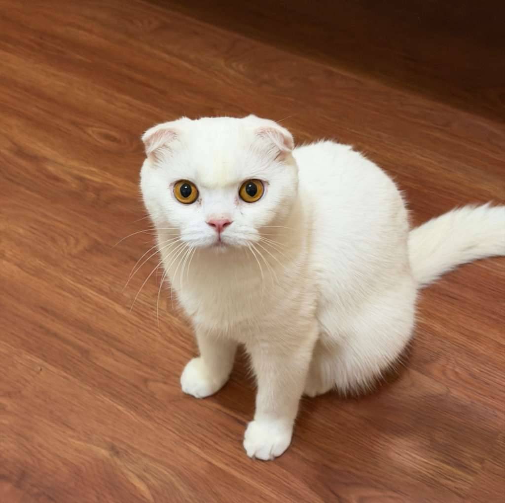 oliver--ollie-C4W2X7JP8B