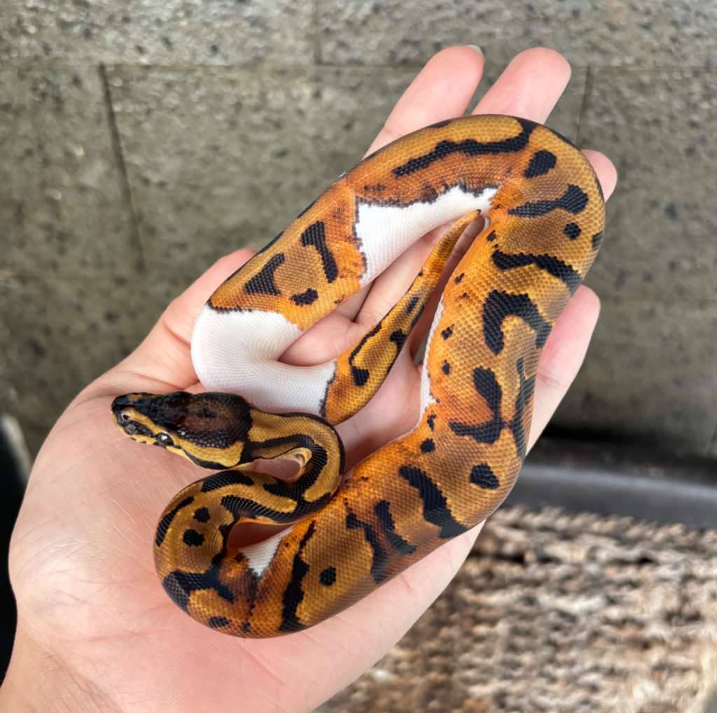 ball-python-male-pied-50-het-albino-motif-unik-emot-sad--P1D5AW7P5I