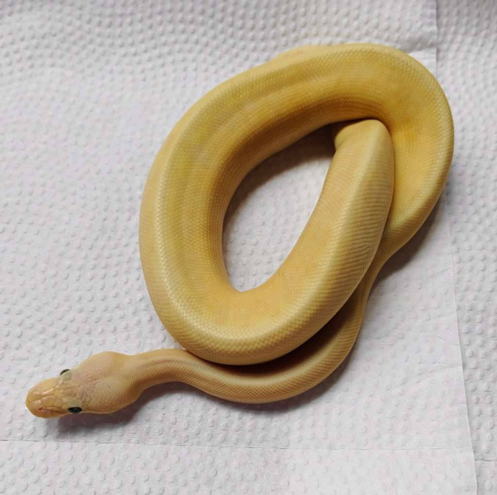 banana-pinstripe-pastel-butter-poss-fire-2LB5Q18P47
