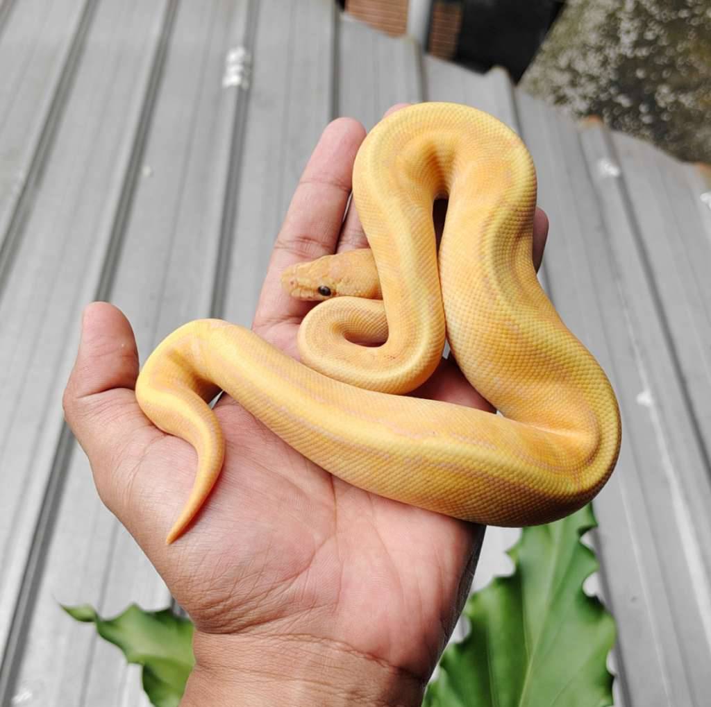 banana-pinstripe-W1BMUE6S9H