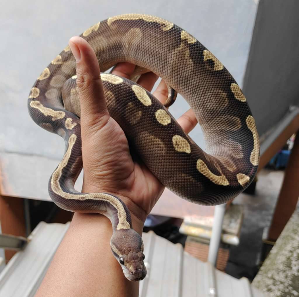 ghi-mojave-LNGX1L0OW0