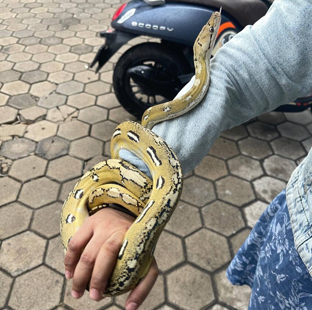 lemon-glow-label-breeder-M96IWE5UEJ