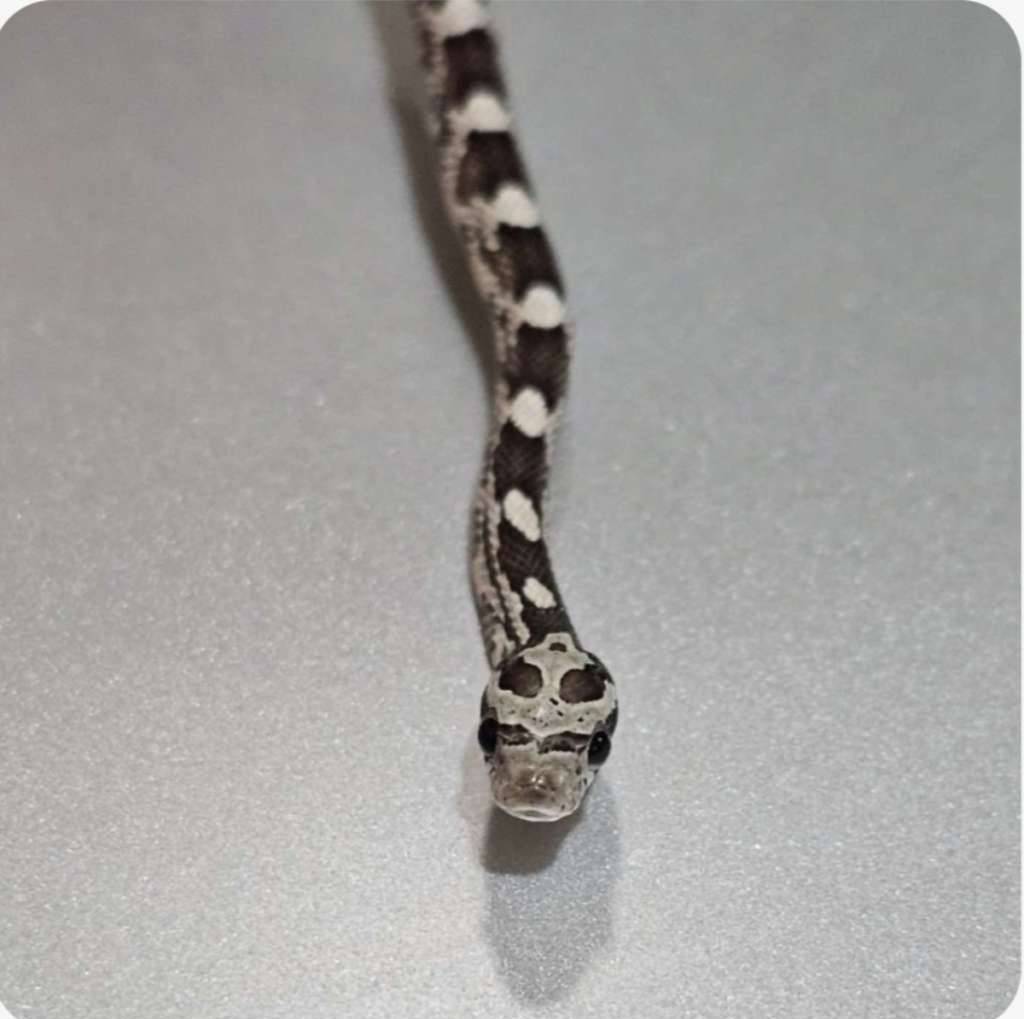 corn-snake-anery-masque--SZ9V3DL3VZ