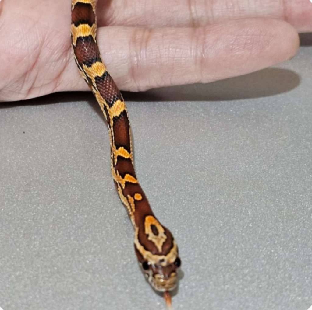 cornsnake-okeetee-dh-fire-04ILTJH7MH