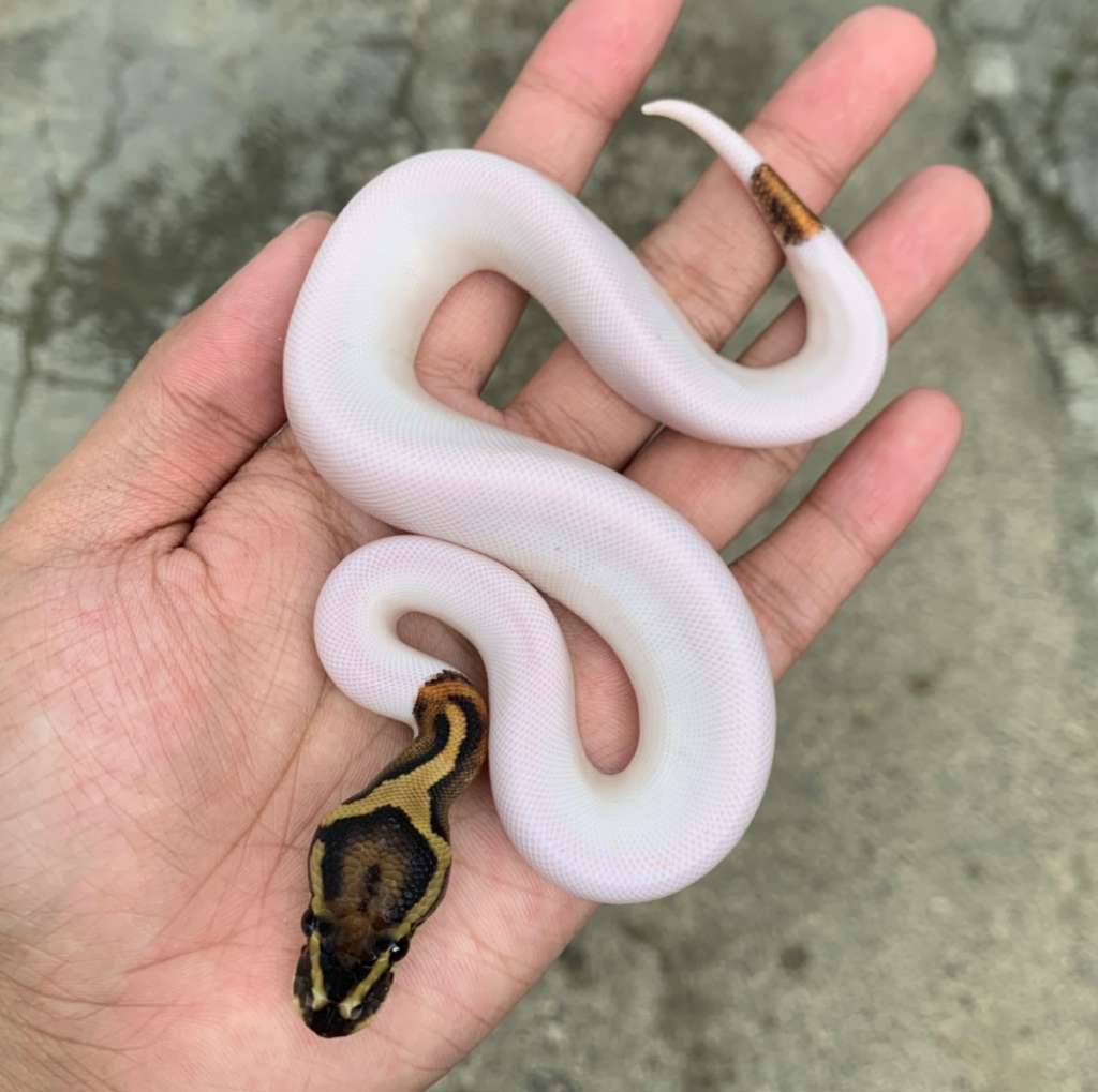 pied-hi-white-AXHU9JMPGM