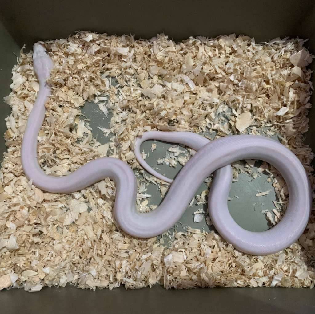 super-phantom-pair-NBFCH5W30O