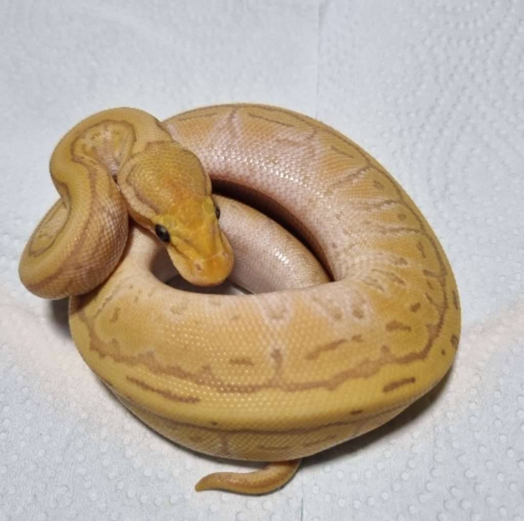 banana-kingpin-JK0WEXIB2D