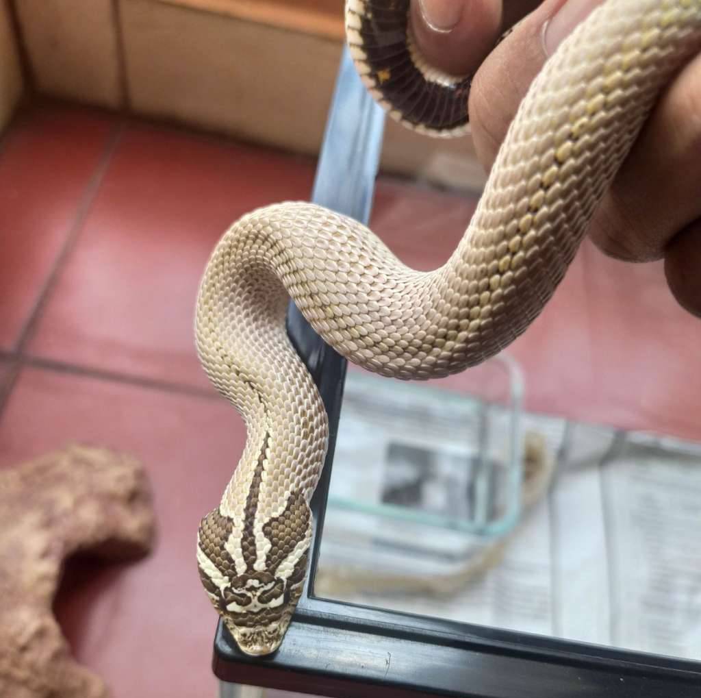 hognose-arctic-superconda-82FM29PCVU