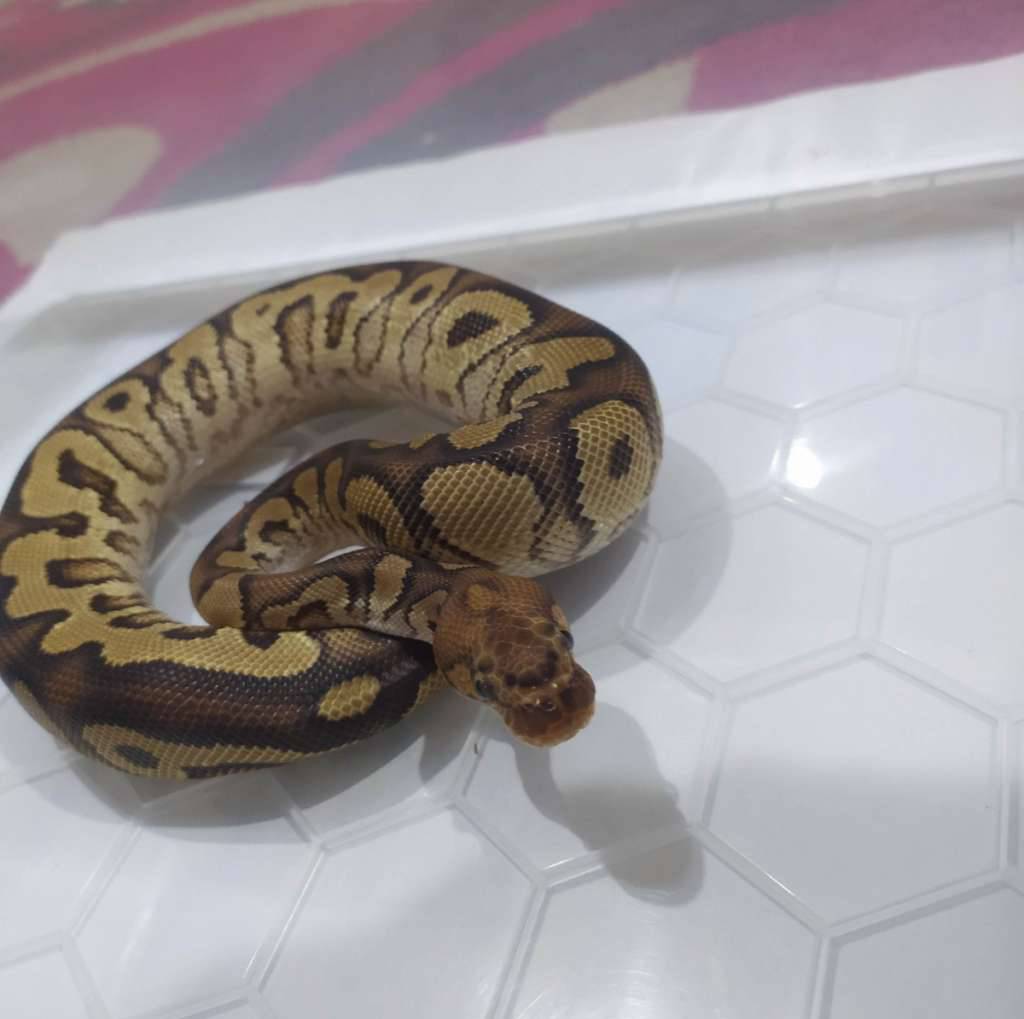 ball-python-yb-clown-het-dg-CYSC6P67XL