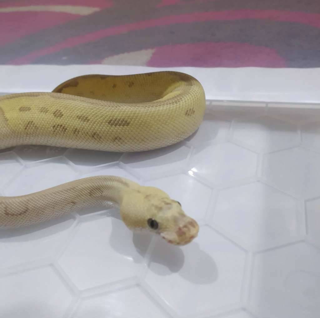 ball-python-pastel-lesser-clown-het-dg-USYWBQ2B9U