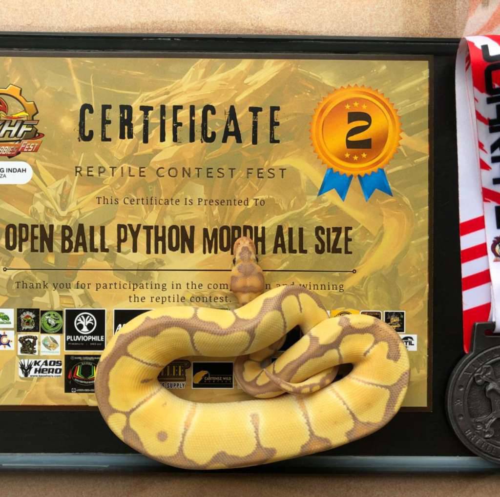 ball-python-banana-clown-4PXMVJO91S