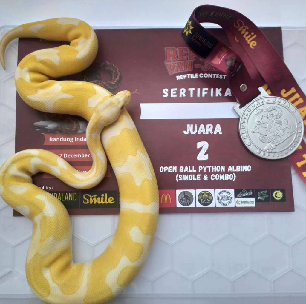 ball-python-lavender-het-pied-ph-clown-1FG9U7N780