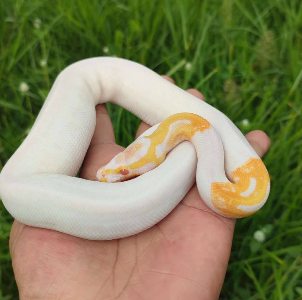 albino-pied-hi-white-1CDGCCJTEW