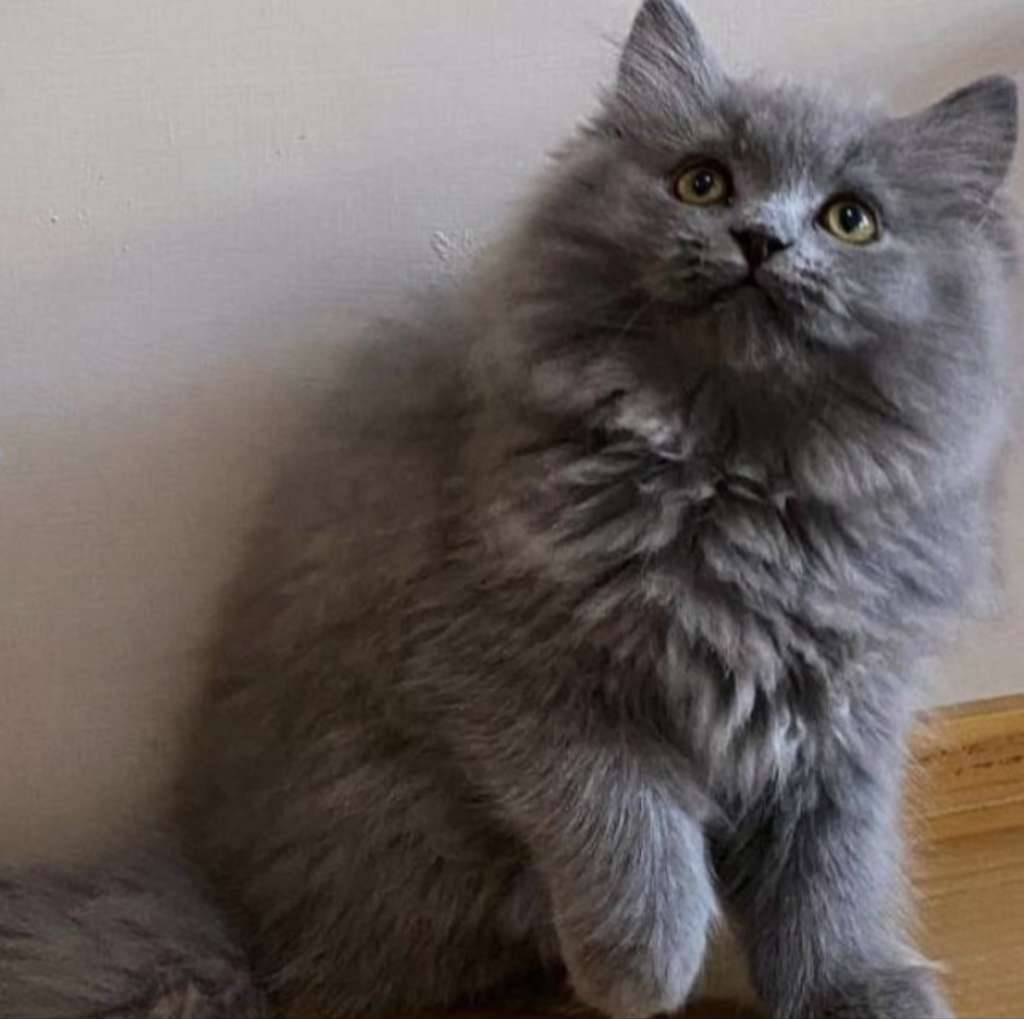 kucing-kitten-british-longhair-jantan-super-premium-XGKNFFKYP4