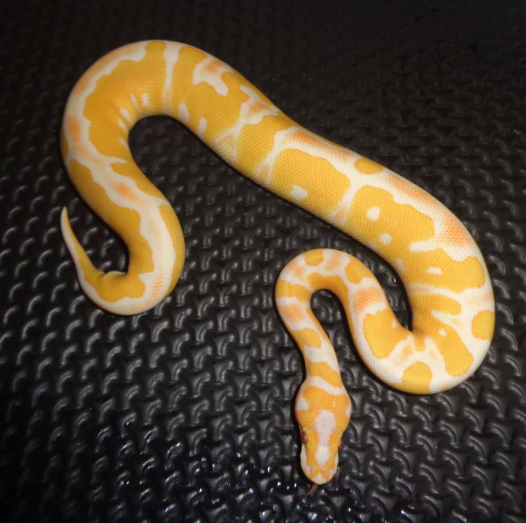 lavender-clown-QWG3CMN6AP