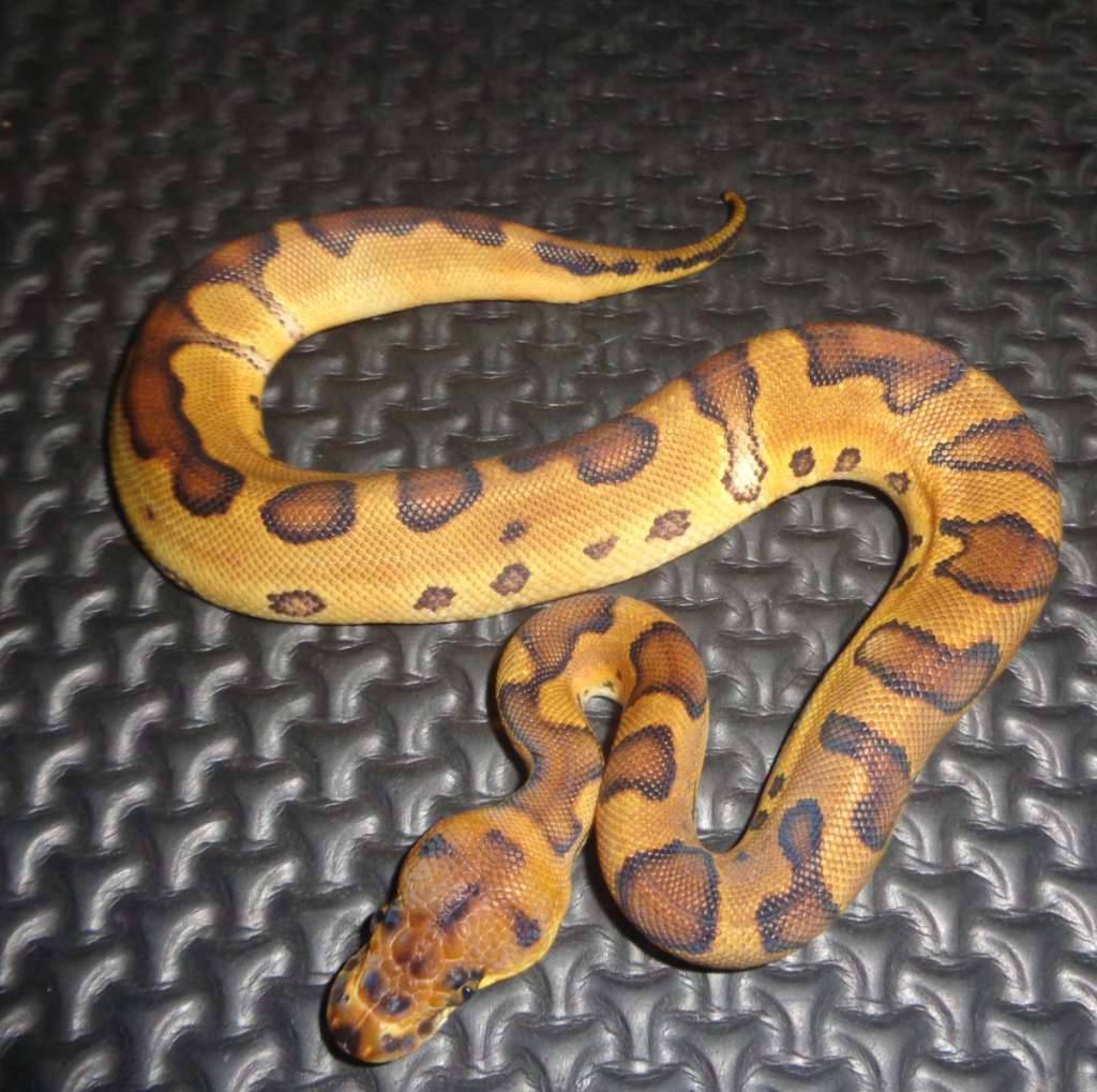 enchi-clown-ph-lavender-FYEL5VR6B1