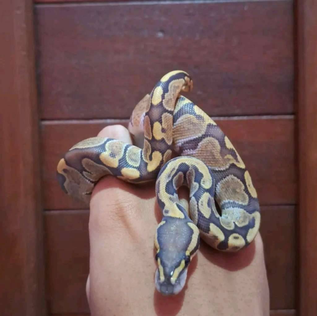 hypo-cypress-enchi-ghi-IX0NBGJGO3