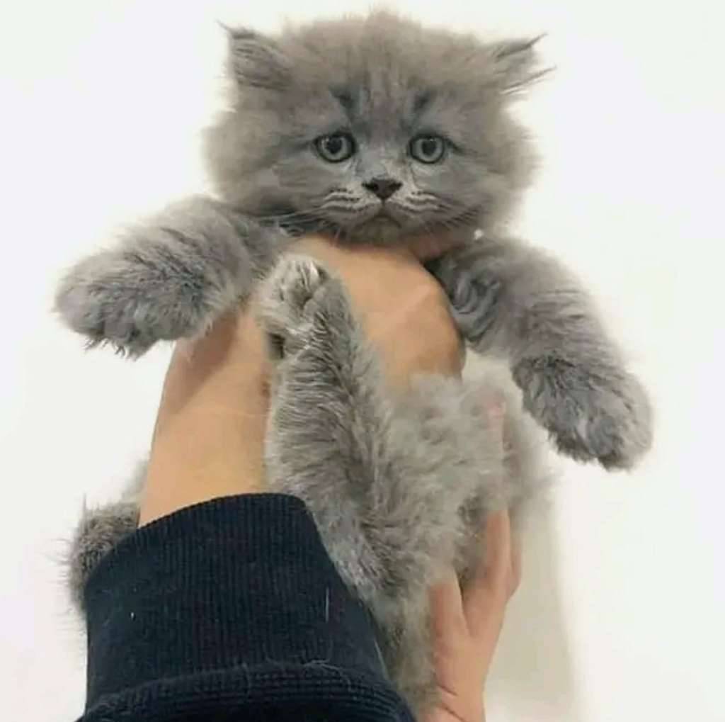 kucing-kitten-british-longhair-abusolid-lucu-6G81LHSKEK