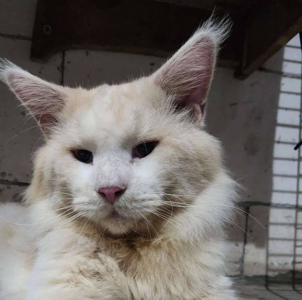 mainecoon-UD47VI4X0G