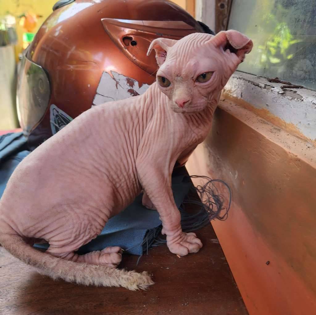 kitten-levkoyjantan-J774O4ZE18