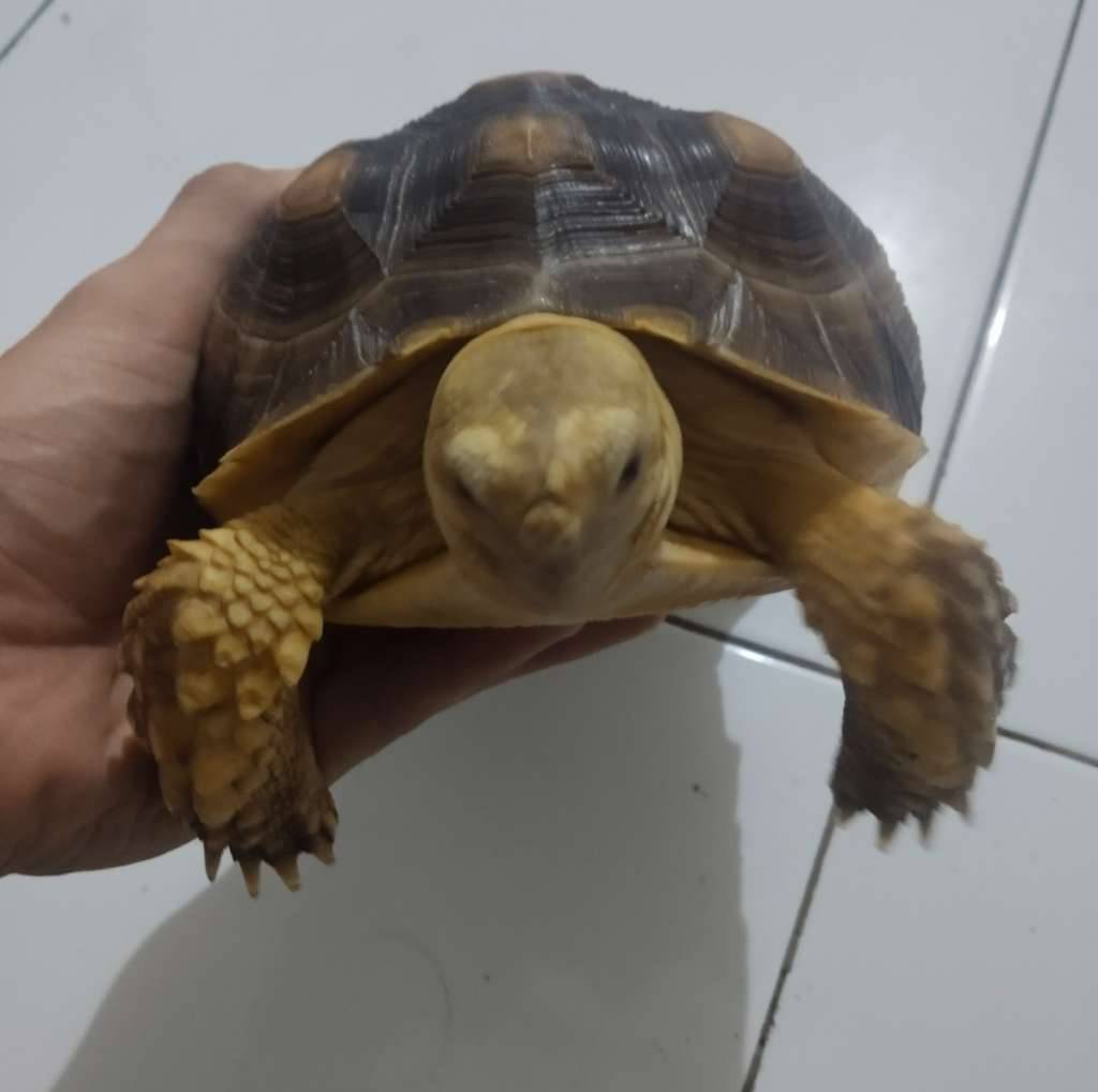 sulcata-18cm-AS000J7RBA