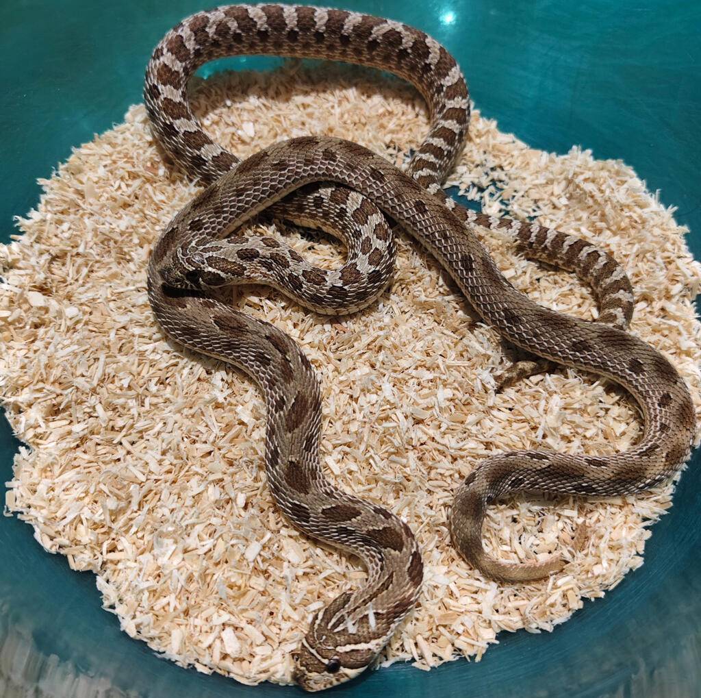 hognose-pair-GWOB2PATP2