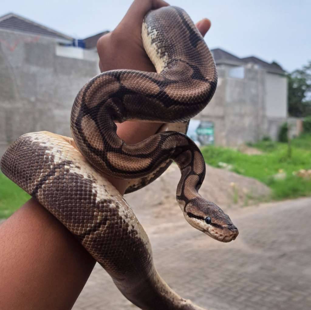 spider-axanthic-vpi-female-proven-1RG2L9MIDY