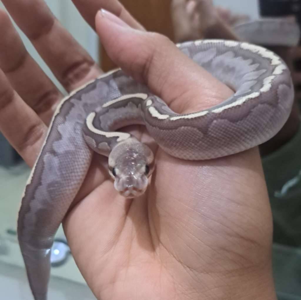 bamboo-cinnamon-A26DBYQH5D