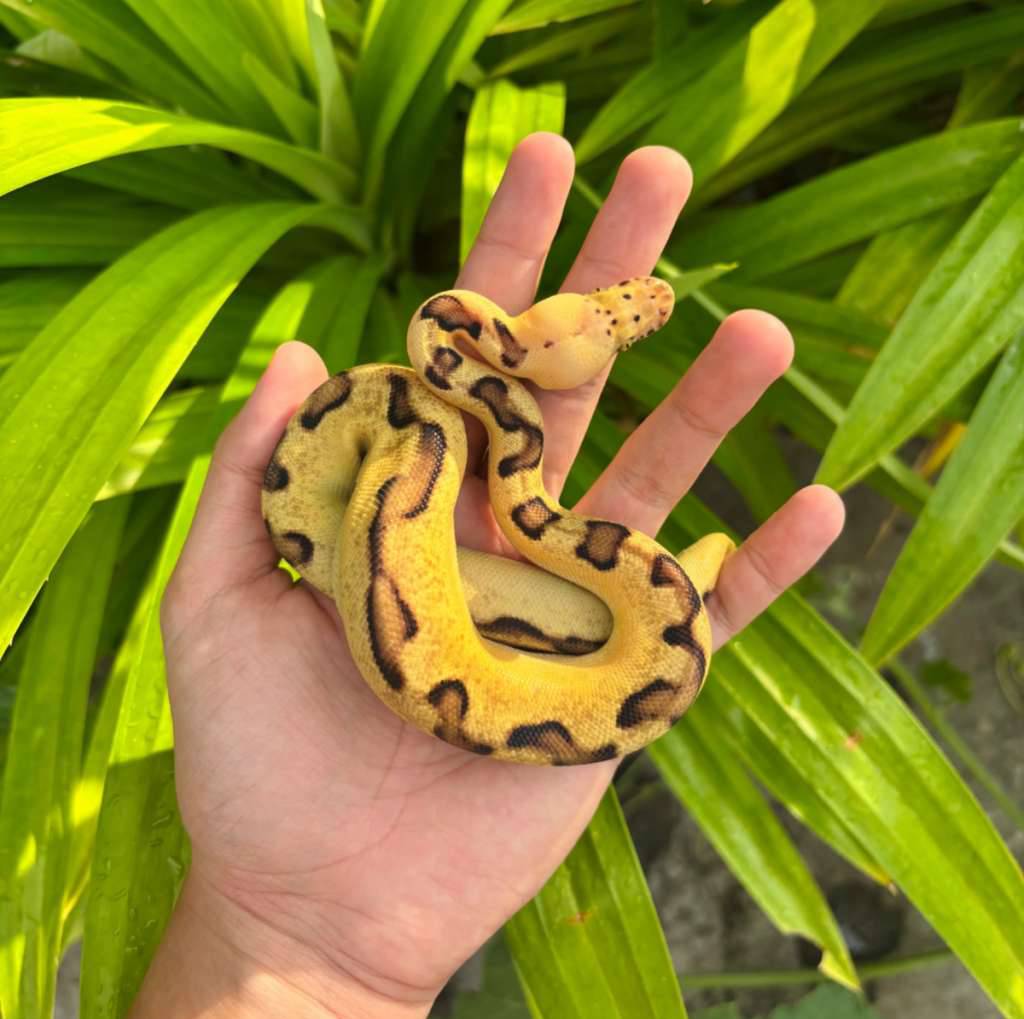 pastel-enchi-clown-KLW9IBWE3V