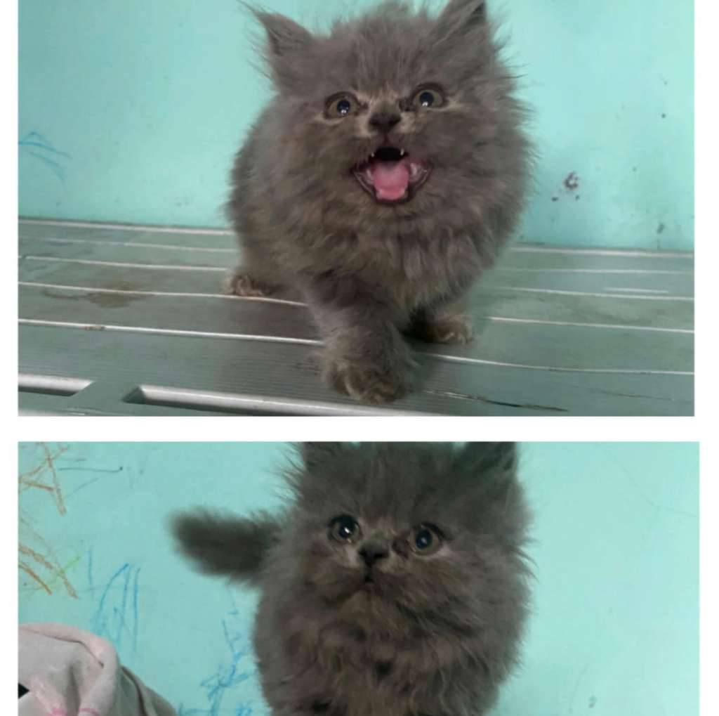 kucing-kitten-british-munchkin-jantan-BGUB283WSV