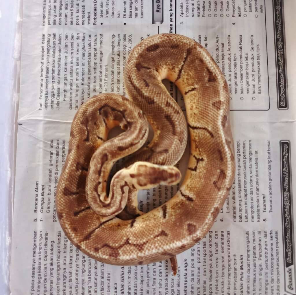 enchi-leopard-lemonblast-CQ3QEWCS20