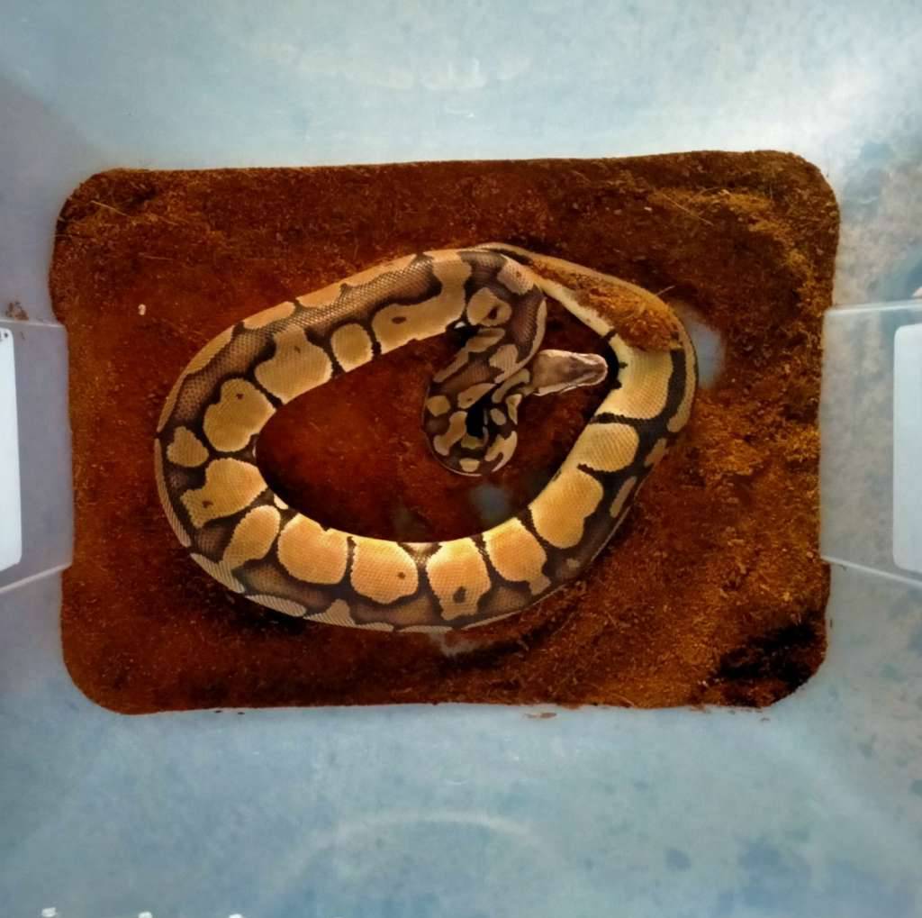 ballphyton-M22KCX3QIX