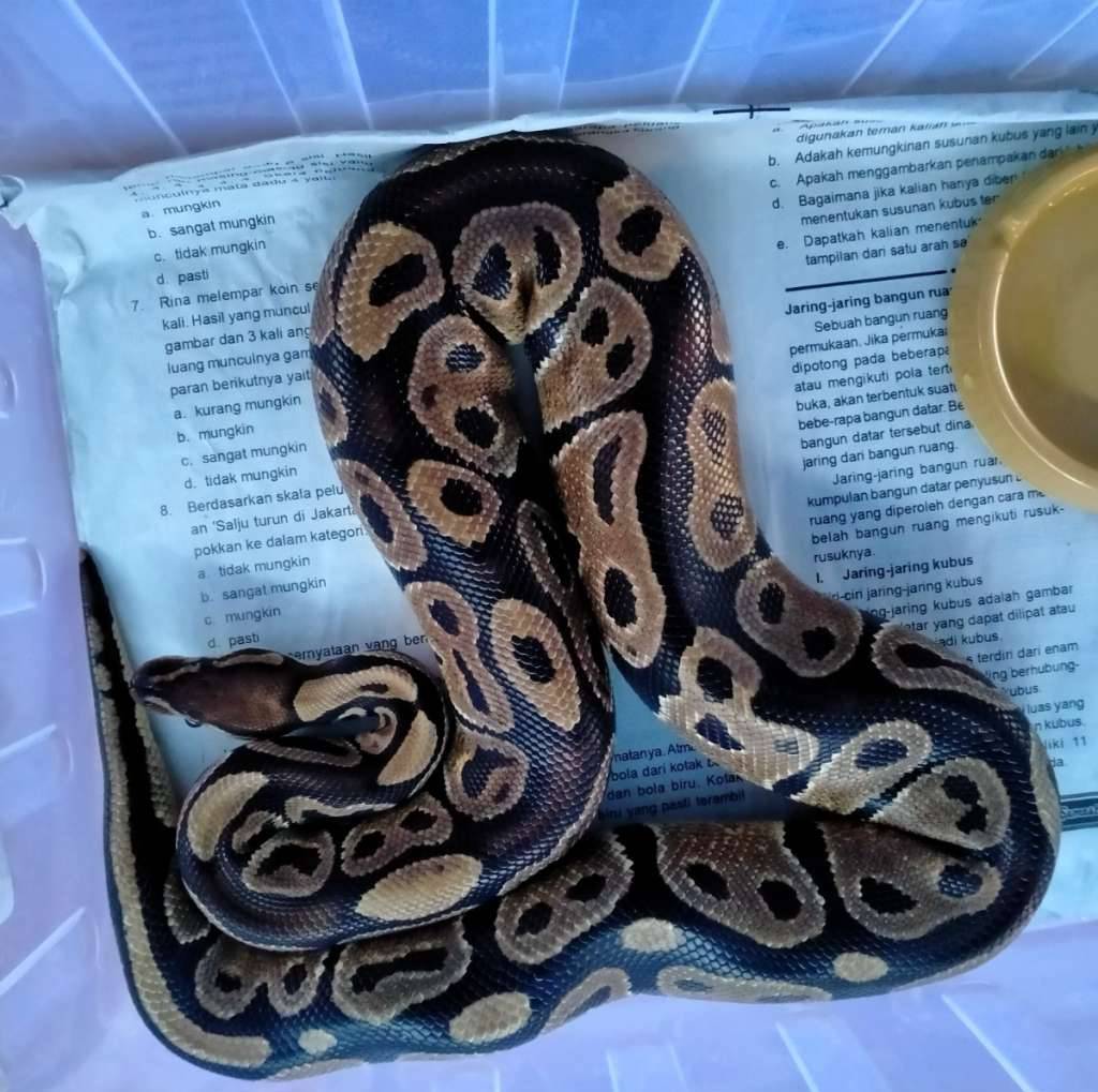 ballphyton-ASEXFLS6TO