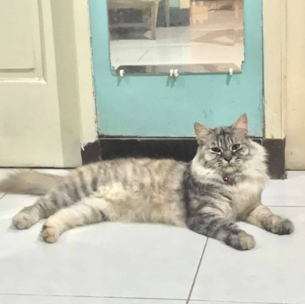 --nello-mixdom-LGEK5J6T6S