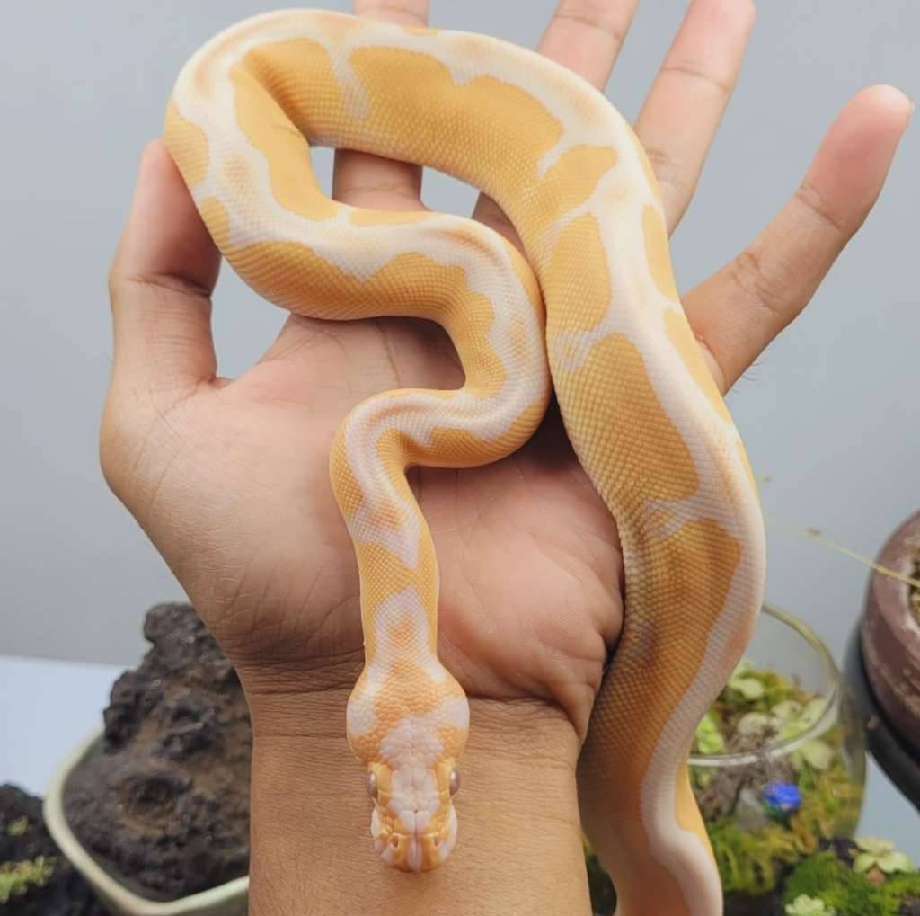 grail-ph-pied-9QGK0ON26C