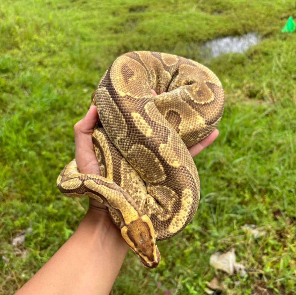 fire-enchi-gstripe-proven-RQJVVGTZHQ