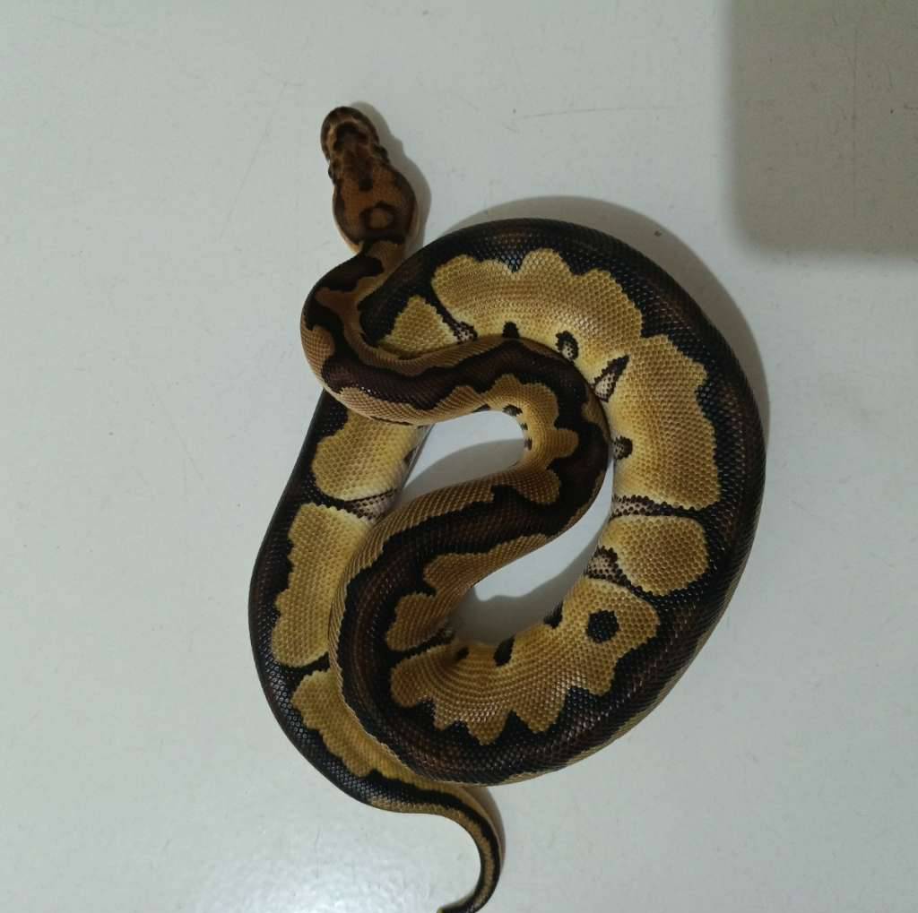 bp-clown-female-M27HPLJ5O7