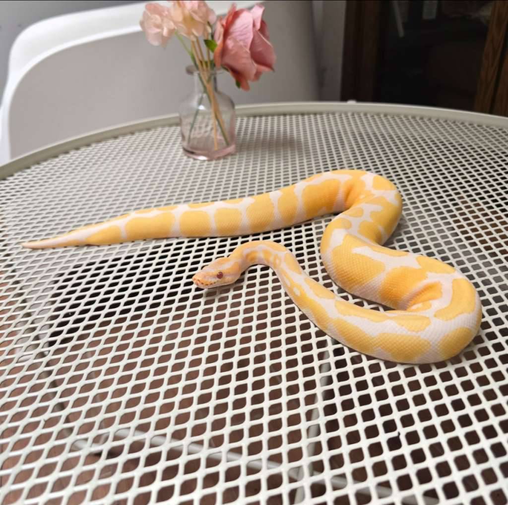 ball-python-lavender-albino-X22LPES780