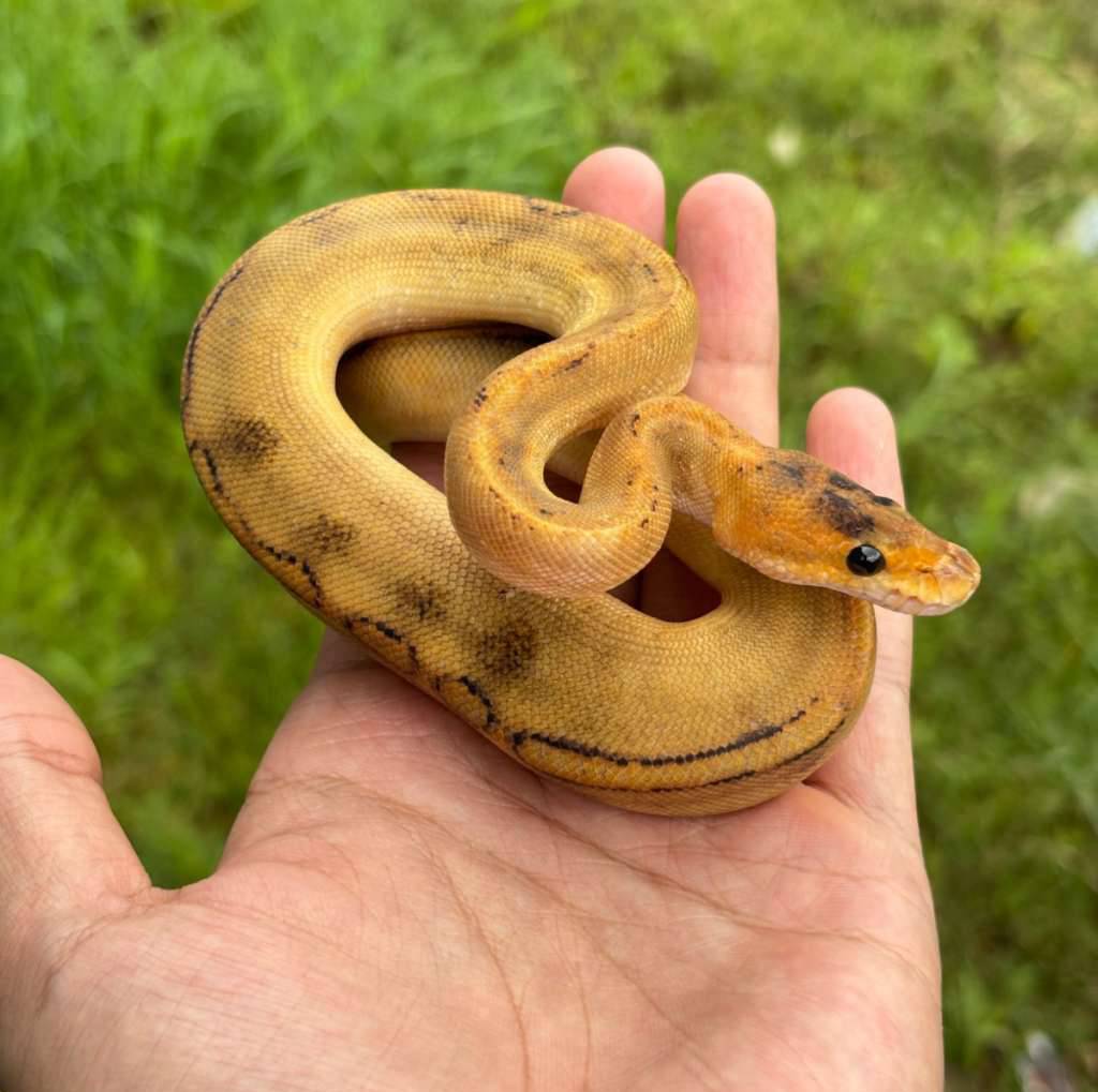 champagne-YX8EYOV5ME