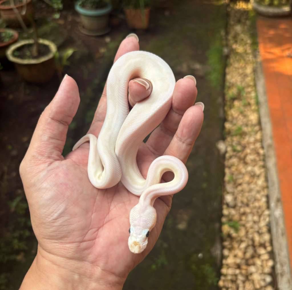 lucy-clown-YD3QU0IRP2