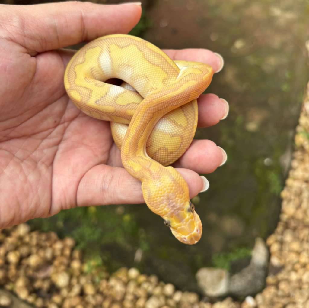 butter-pastel-clown-paradox-YG1K9UCEYU