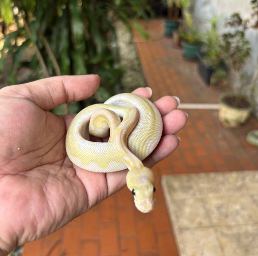 lesser-pastel-clown-PMIIB1OXA4