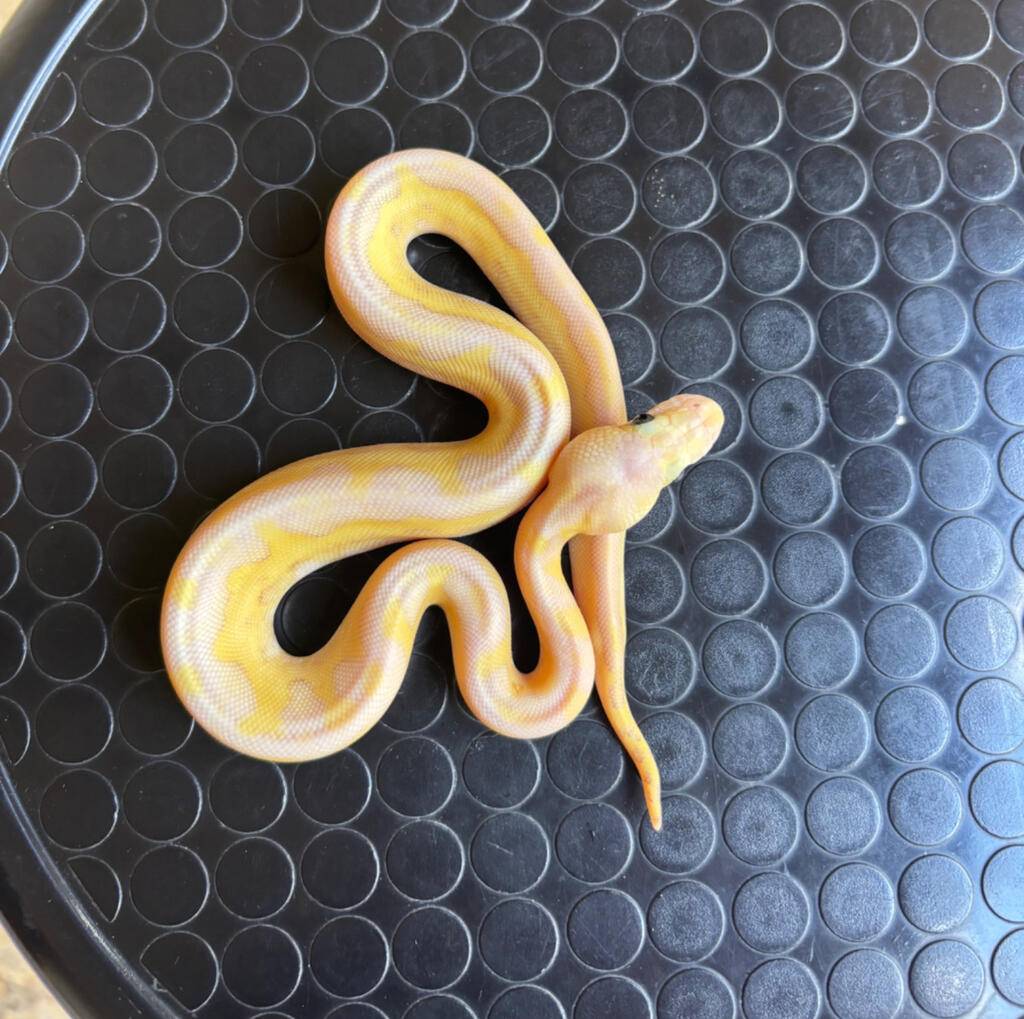 lesser-pastel-clown-WZYL9XS0FA