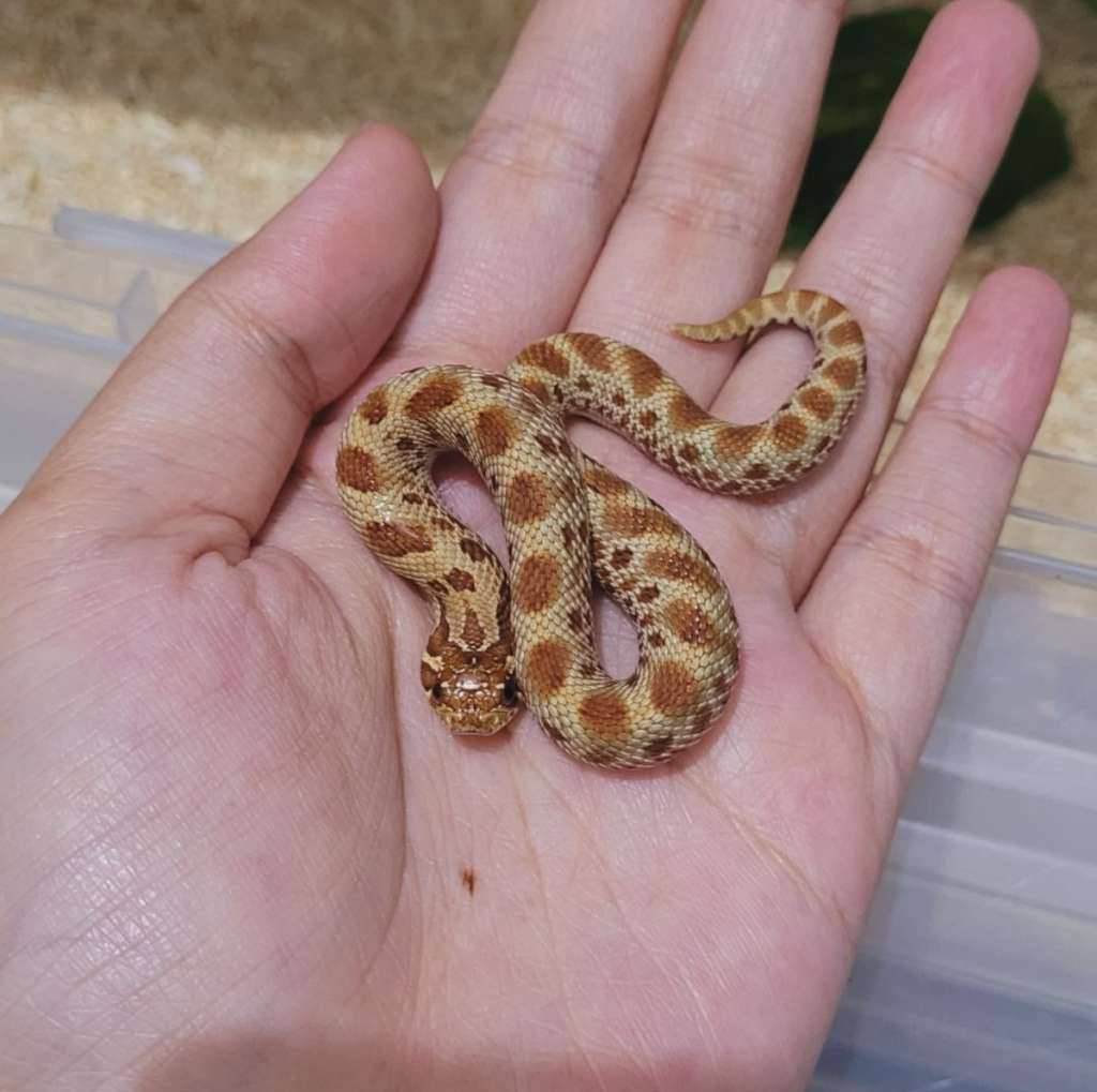 hognose-conda-ph-lavender-ZQ6BSB4T47