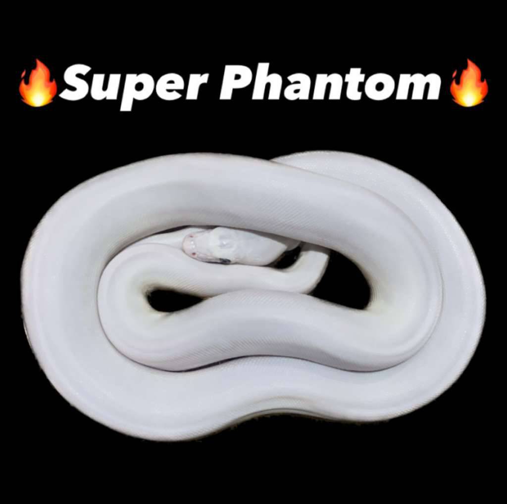 retic-super-phantom-O9MLNSRYAU