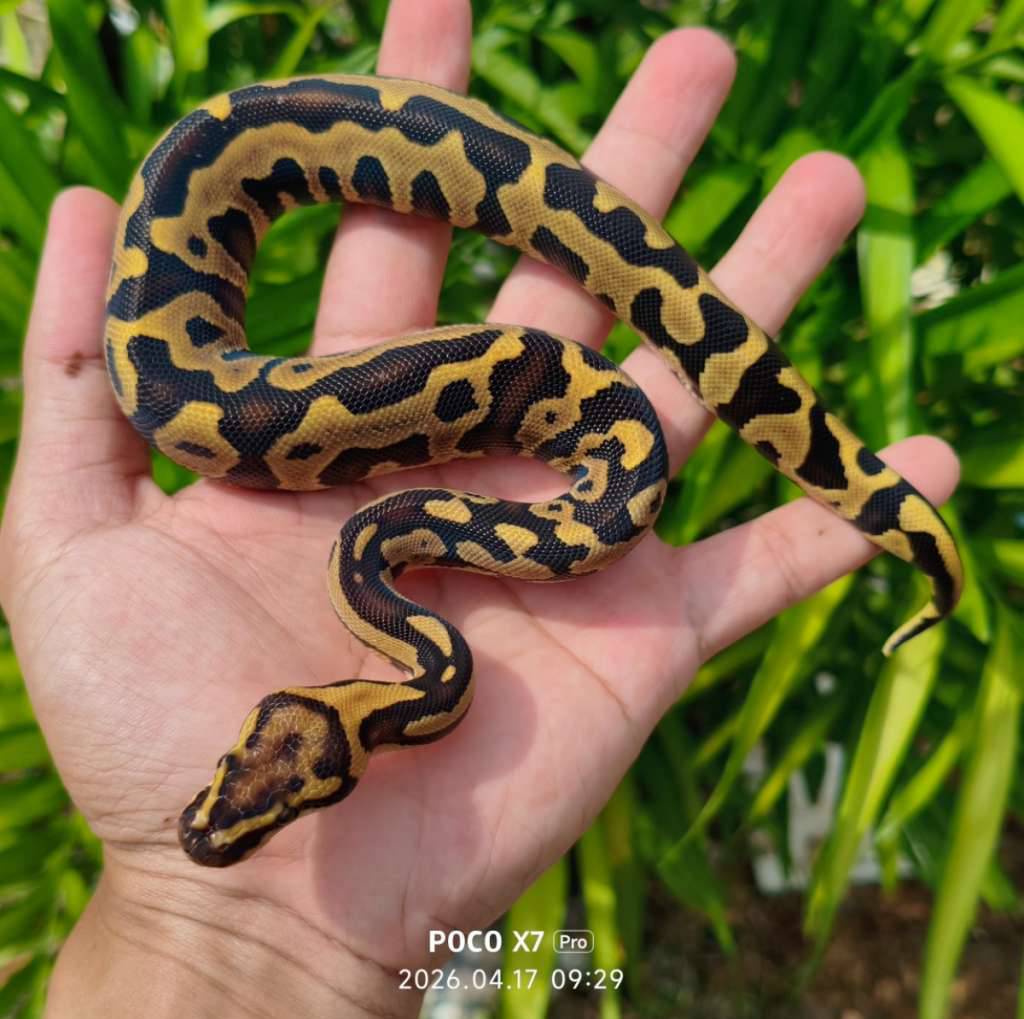 ball-python-super-leopard-fire-FJ07BLB82K