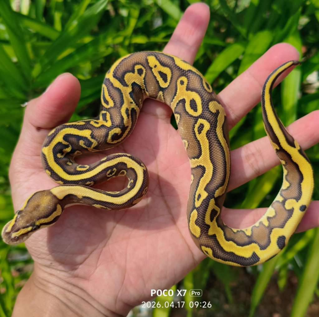 ball-python-lesser-leopard-fire-female-BRYEM7TE7O