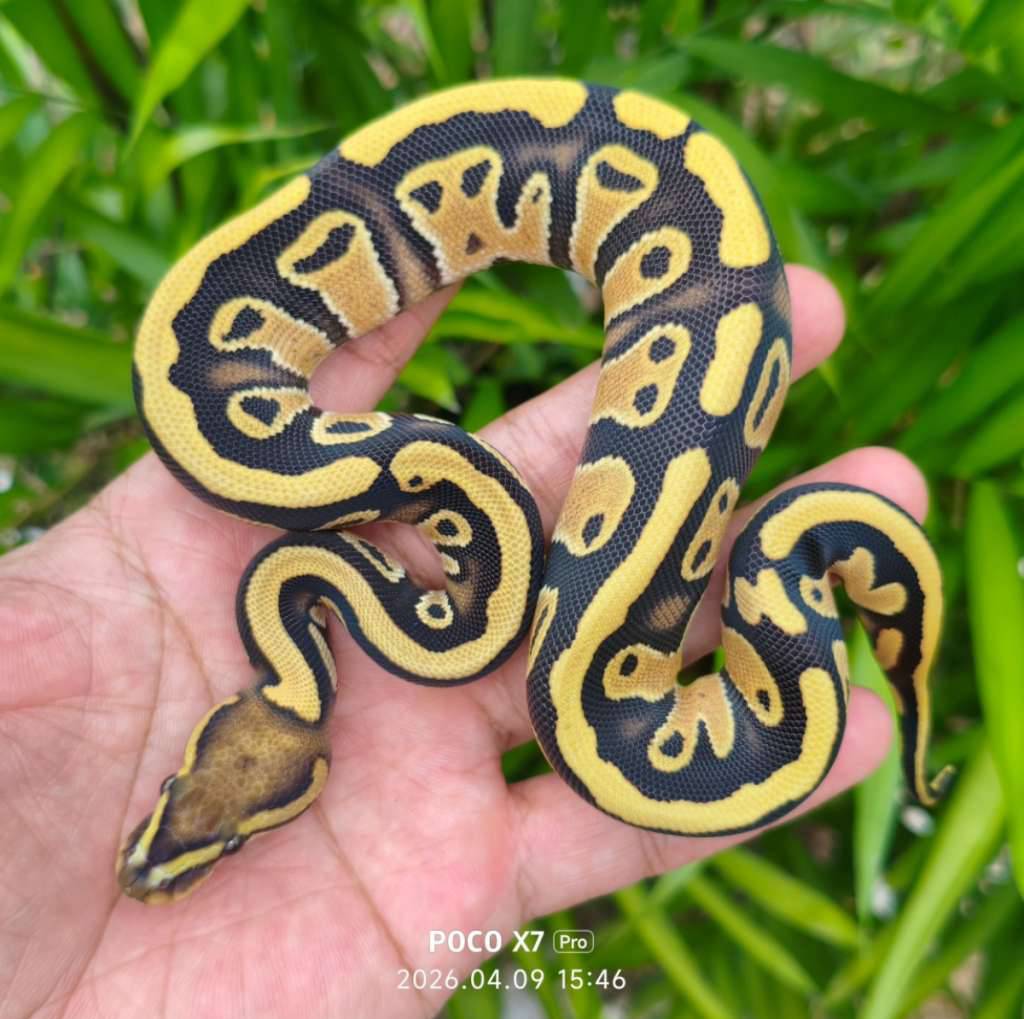 ball-python-specter-dg-ph-clown-female-6PF8RJV0XC