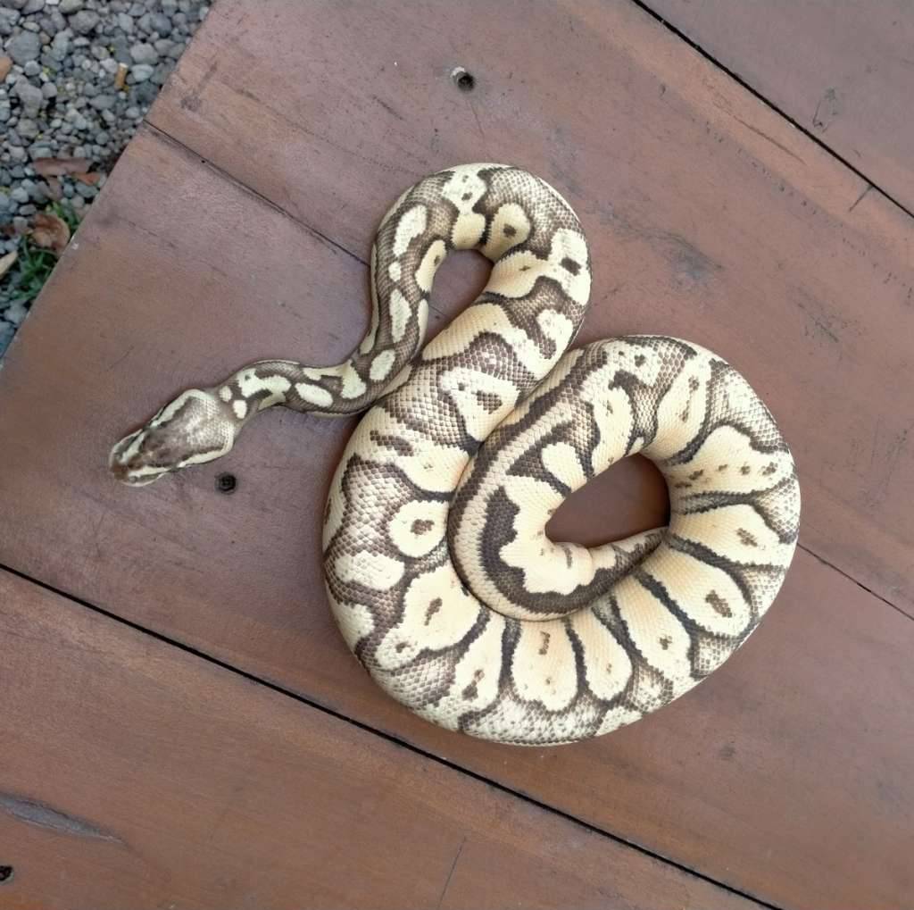 ballphyton-3IR8YONVUA